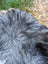 A plush icelandic sheepskin rug in natural grey with long wool and mixed gray and black fur texture