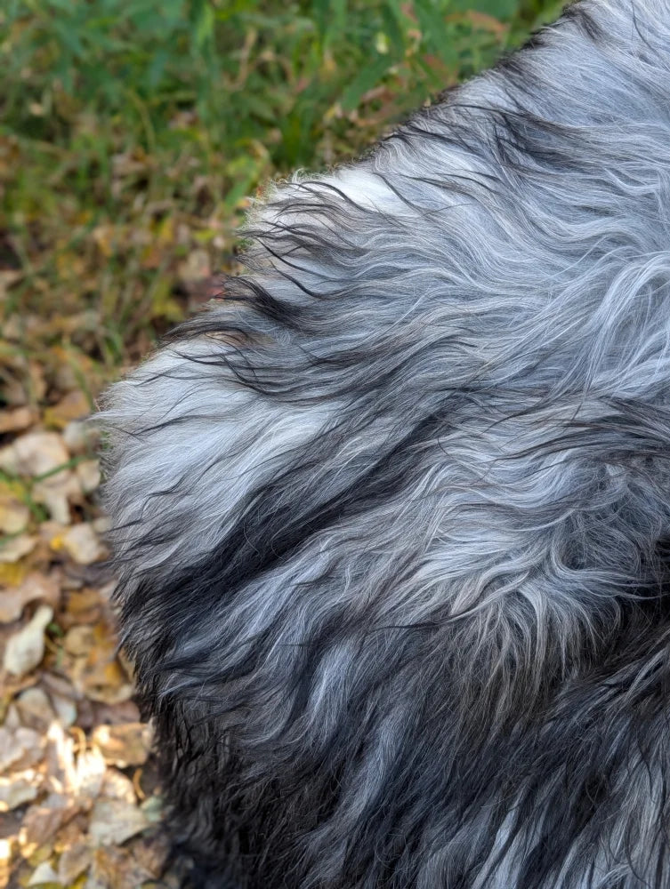 A plush icelandic sheepskin in natural grey with long wool and a striking black and silver-gray coat