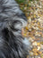 A fluffy long-haired dog sitting on a 61 x 36 inch massive natural grey icelandic sheepskin with long wool