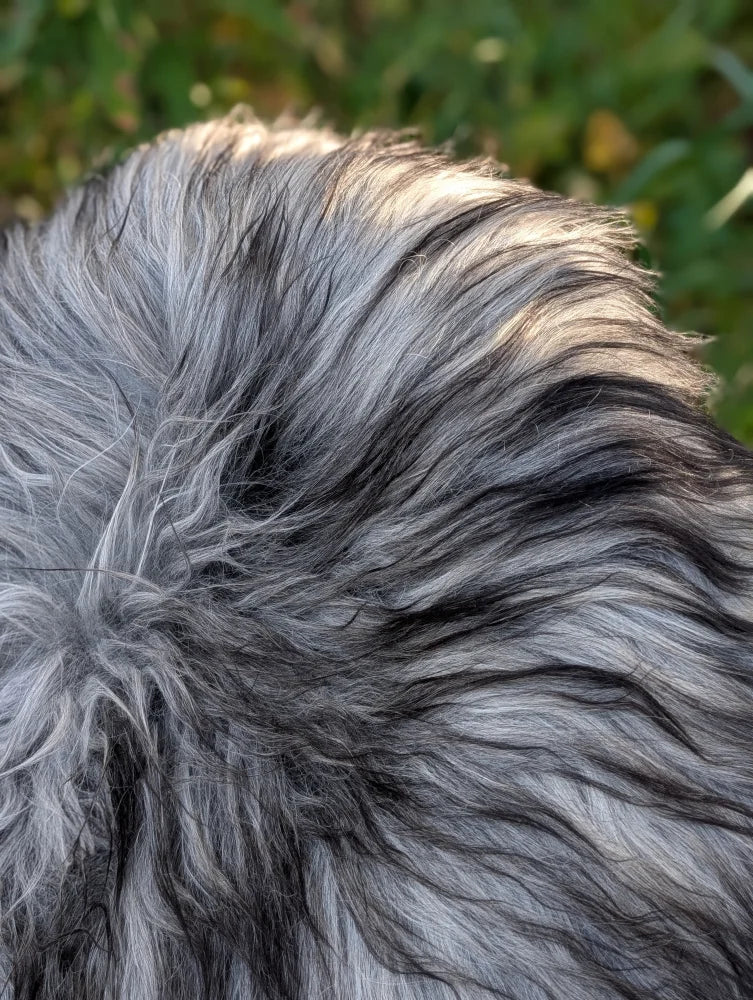 A fluffy long-haired dog sitting on a natural grey icelandic sheepskin with long wool texture