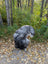A plush gray and black long wool icelandic sheepskin coat with fluffy texture on fallen leaves ground