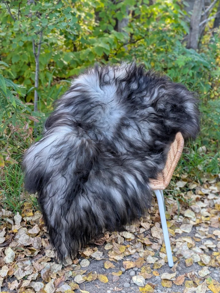 A plush long wool icelandic sheepskin rug in natural black gray gradient draped over a wicker chair back