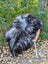 A plush long wool icelandic sheepskin rug in natural black gray gradient draped over a wicker chair back