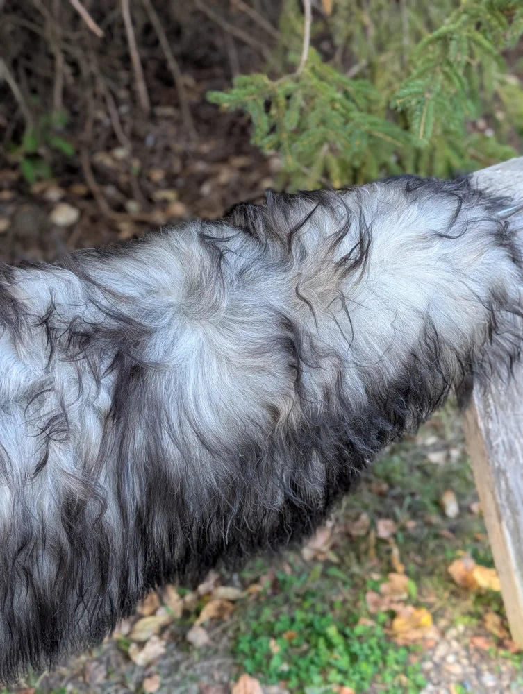 A fluffy long wool icelandic sheepskin rug in natural grey with black and white fur texture measuring 58 by 32 inches