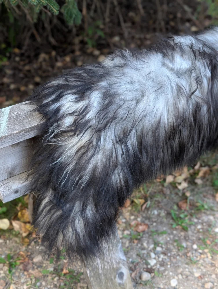 A fluffy long wool icelandic sheepskin in natural grey with black and gray fur perfect for cozy decor