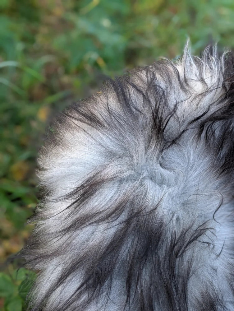 A fluffy long-haired black and white dog resting on a 58 x 32 icelandic sheepskin in natural grey long wool