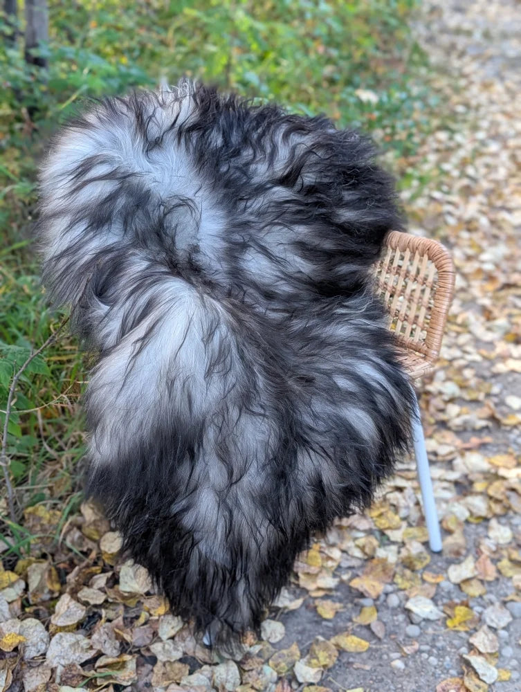 A massive 58 x 32 inch icelandic sheepskin rug with thick natural grey long wool and black and white fur