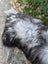 A fluffy black and gray dog lying on a massive 58 x 32 inch natural grey icelandic sheepskin with long wool
