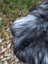 A fluffy long-haired dog with black and white fur on a win5 58 x 32 inch natural grey icelandic sheepskin with long wool