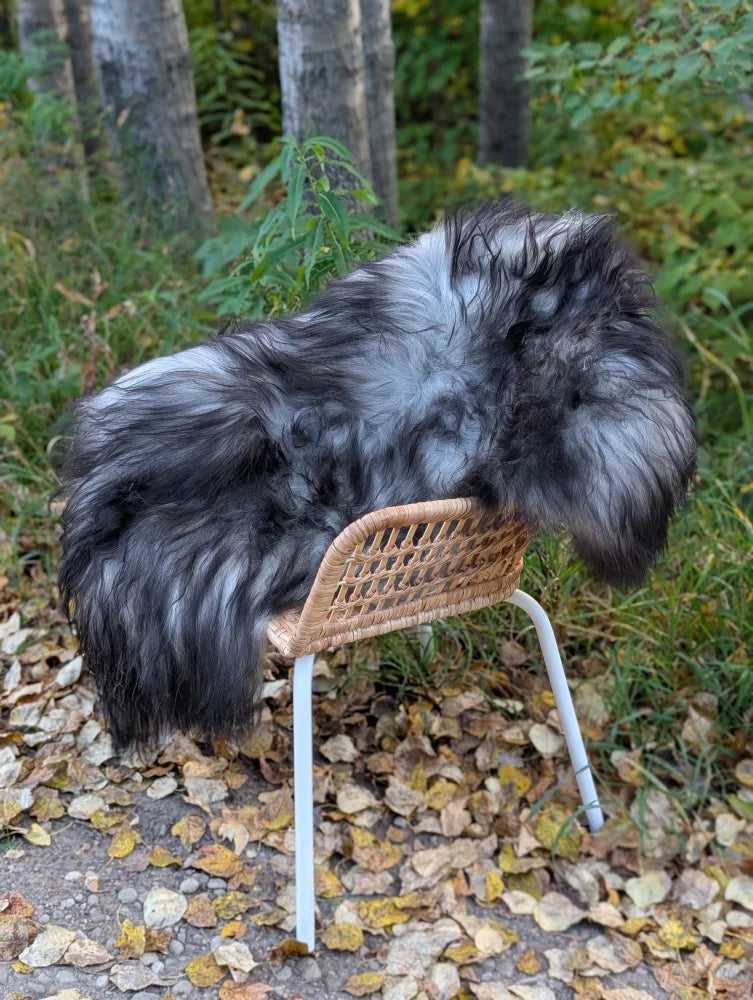 A massive 58 x 32 inch icelandic sheepskin rug with long wool in natural grey draped over a wicker chair