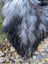 A fluffy long wool icelandic sheepskin in natural grey color standing on fallen leaves with black and gray feathers chicken