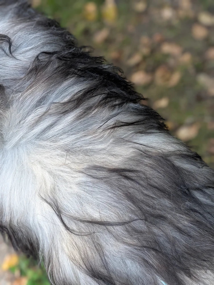 A fluffy long wool icelandic sheepskin rug in natural grey with mixed gray and black fur texture