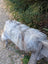 A fluffy gray and white dog resting on a wooden bench with a massive natural grey wool icelandic sheepskin rug