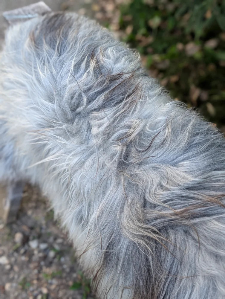 A shaggy gray and white dog with long wavy fur lying on a massive natural grey icelandic sheepskin with wool icelandic texture