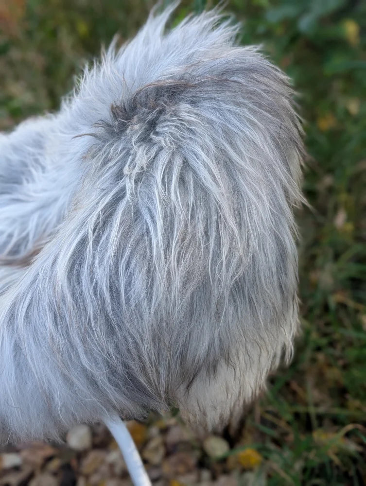 A fluffy long wool icelandic sheepskin in natural grey with white and gray feathers measuring 59 by 35 inches