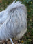 A fluffy long wool icelandic sheepskin in natural grey with white and gray feathers measuring 59 by 35 inches
