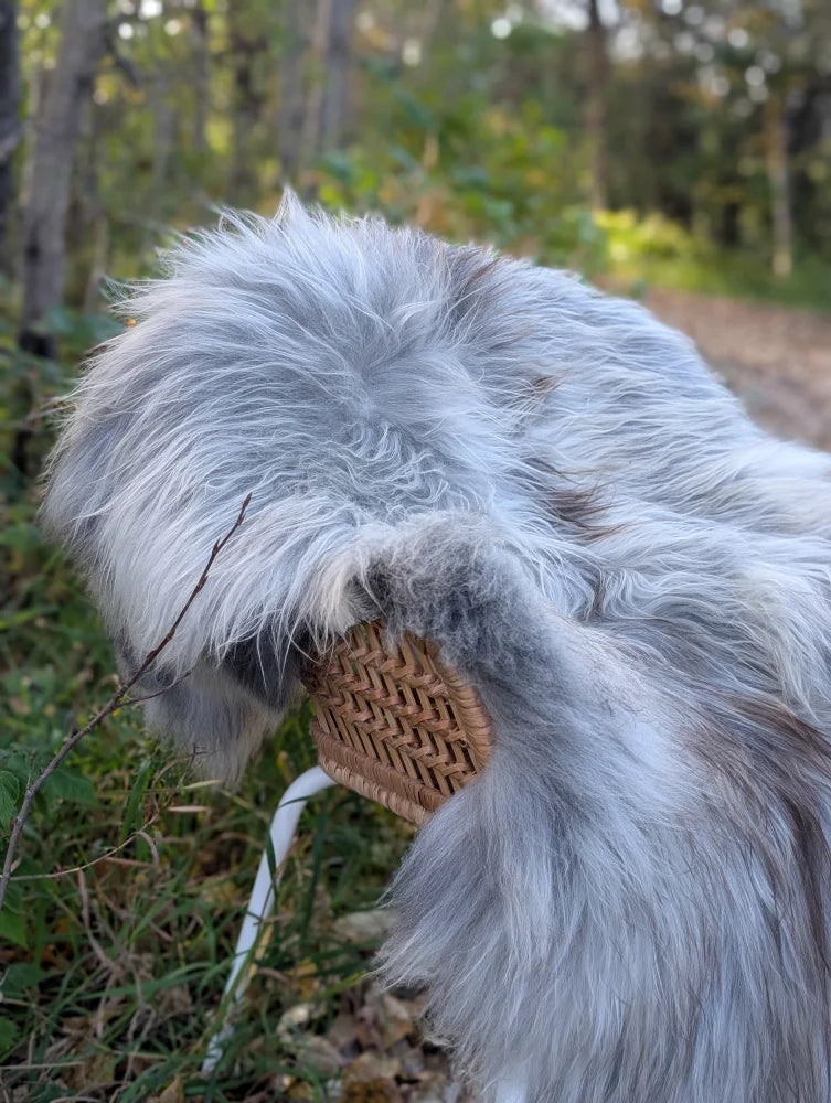 A soft fluffy gray and white wool icelandic sheepskin in a woven tan wicker basket for cozy decor use