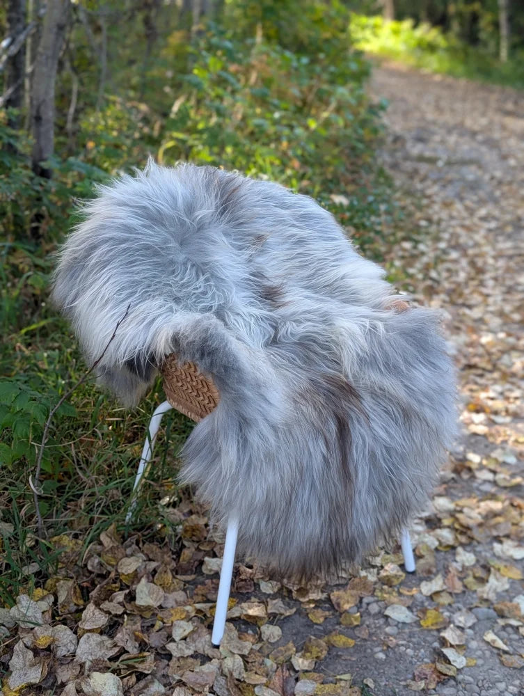 A cozy long wool icelandic sheepskin blanket in natural grey draped over a white metal chair for warmth and style