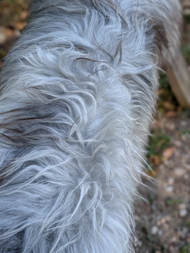 A long shaggy coat of natural grey wool icelandic sheepskin with wiry texture measuring 59 by 35 inches