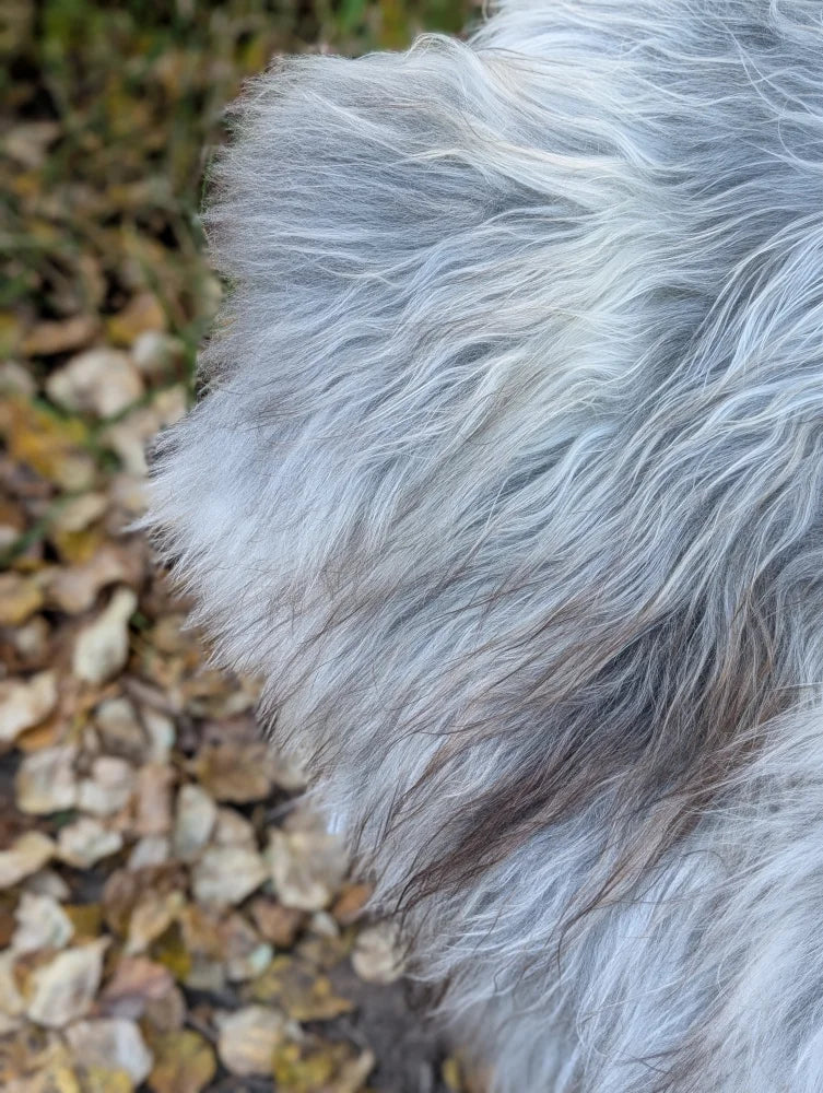 A fluffy long wool icelandic dog with silver and gray fur on a 59 by 35 inch natural grey icelandic sheepskin
