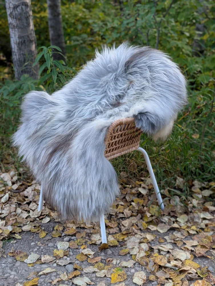A cozy gray icelandic sheepskin rug with long wool draped over a woven wicker chair with white metal legs