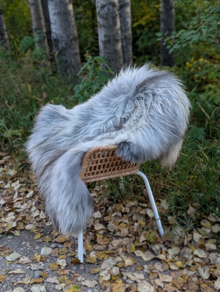 A plush long wool icelandic sheepskin throw in natural grey draped over a woven wicker chair with metal legs