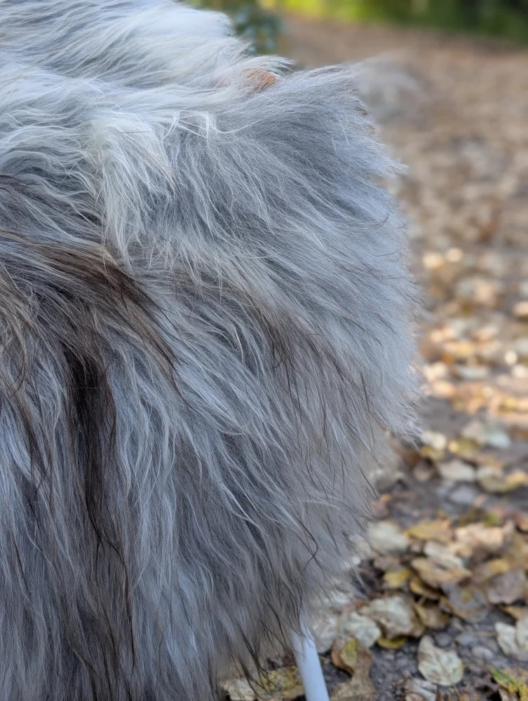 Fluffy long-haired dog lying on a massive natural grey icelandic sheepskin with soft long wool icelandic fur