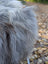 Fluffy long-haired dog lying on a massive natural grey icelandic sheepskin with soft long wool icelandic fur