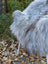 A plush light gray icelandic sheepskin throw with long wool icelandic texture draped over a white chair leg