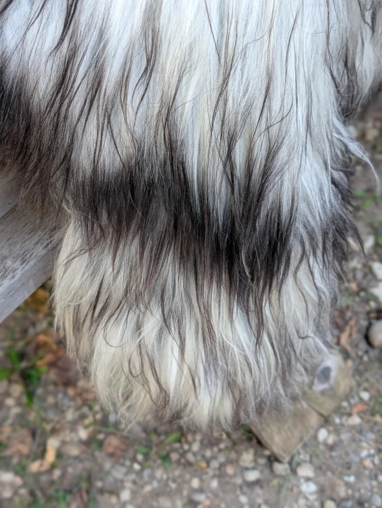A long thick coat of wet black and white long wool icelandic sheepskin in natural grey measuring 59 by 34 inches