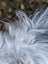 Fluffy silvery-gray icelandic sheepskin with subtle black tips perfect for cozy decor long wool icelandic natural grey