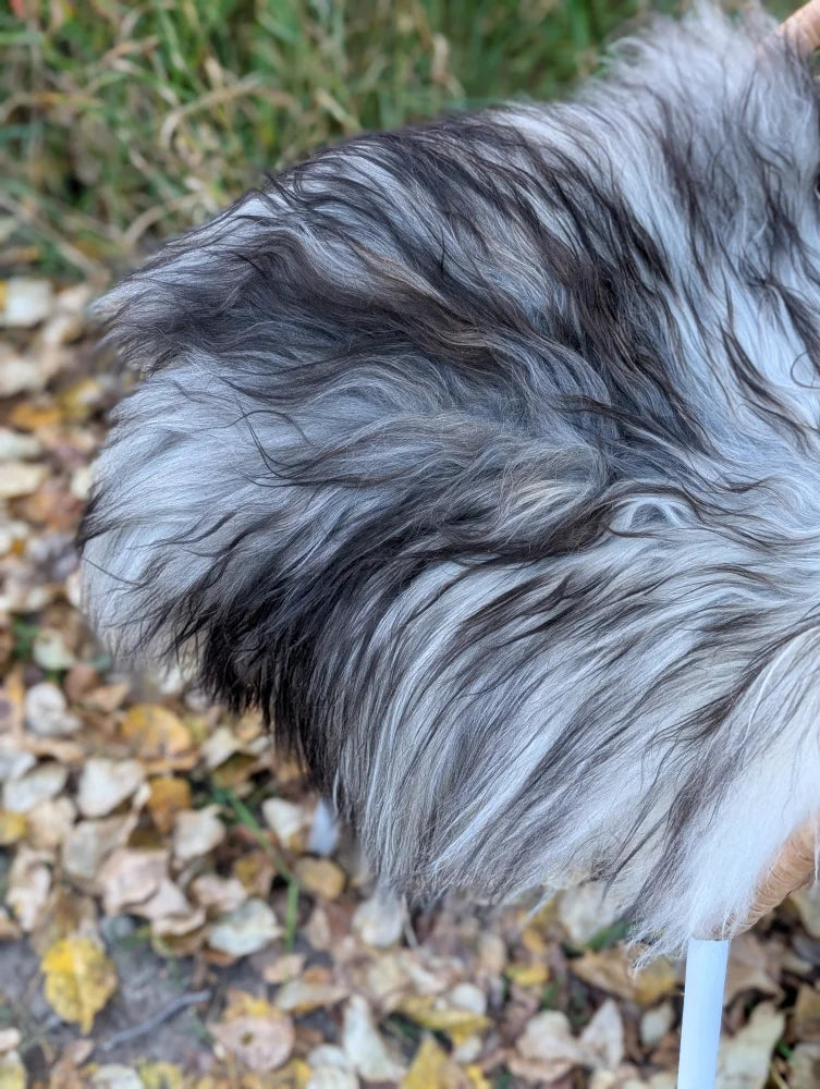 A fluffy long-haired dog with gray and black fur sitting on a wool icelandic sheepskin natural grey rug