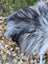 A fluffy long-haired dog with gray and black fur sitting on a wool icelandic sheepskin natural grey rug