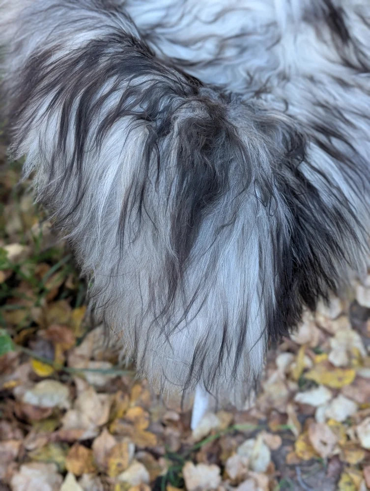 A fluffy long wool icelandic dog tail in natural grey on the back side of massive 59 by 34 inch icelandic sheepskin