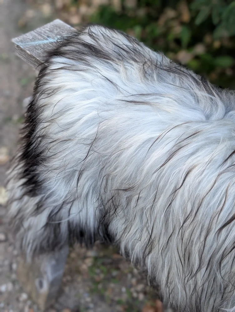 Fluffy black and white long-haired dog lying on a 59 x 34 inch natural grey long wool icelandic sheepskin rug