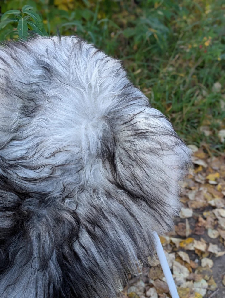 A fluffy long wool icelandic sheepskin rug in natural grey with white and gray fur measuring 59 x 34 inches