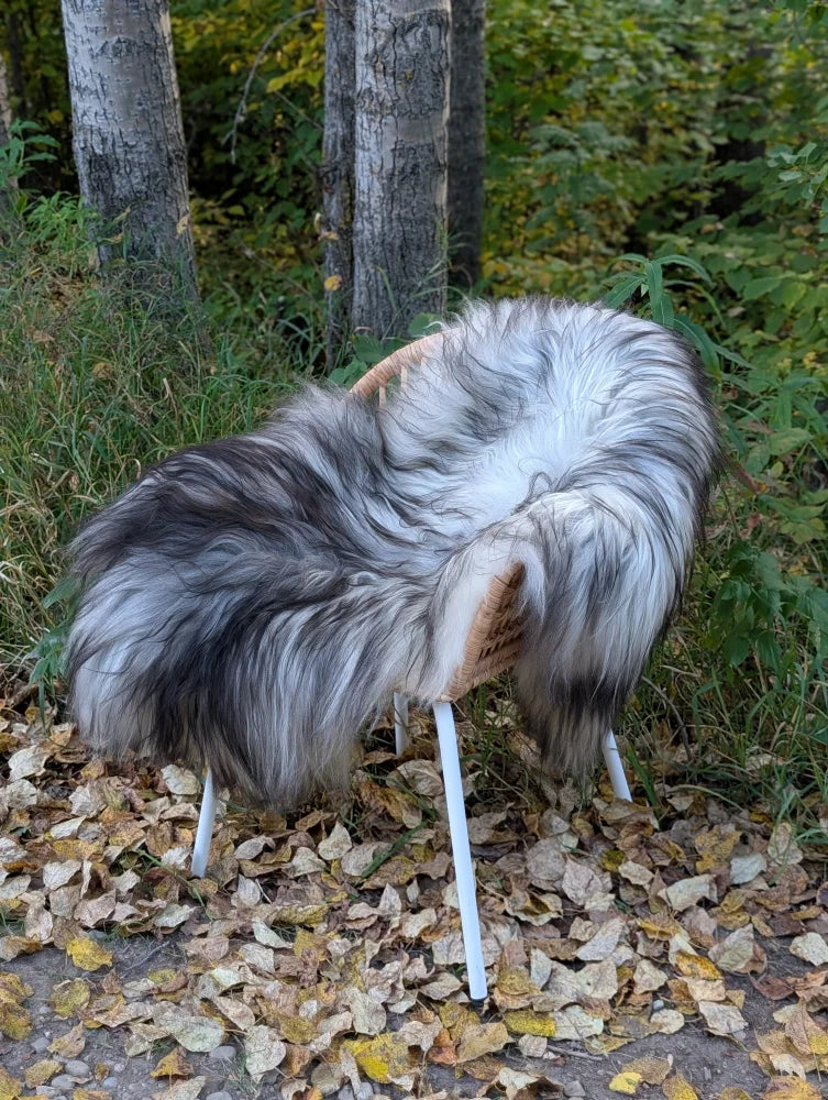 Furry gray and white chair draped in thick long wool icelandic sheepskin with woven wicker backrest and slender white legs