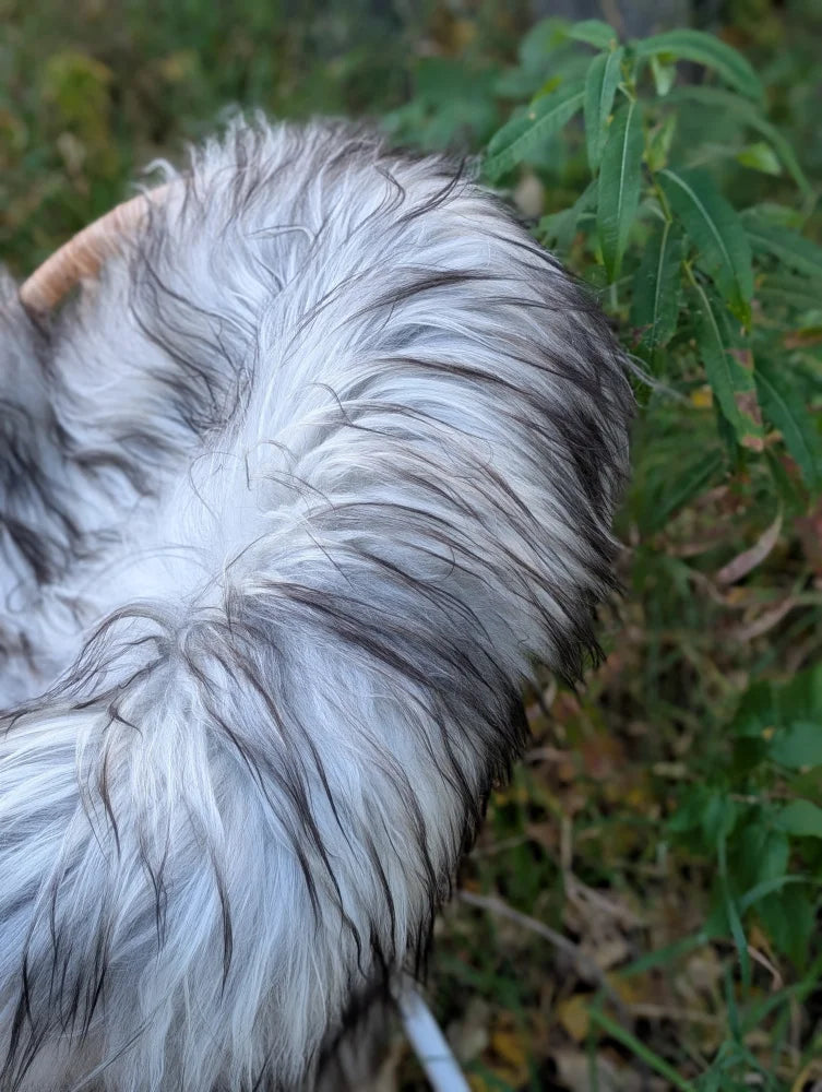 A fluffy long wool icelandic dog with white and black fur on a 59 x 34 inch natural grey icelandic sheepskin rug