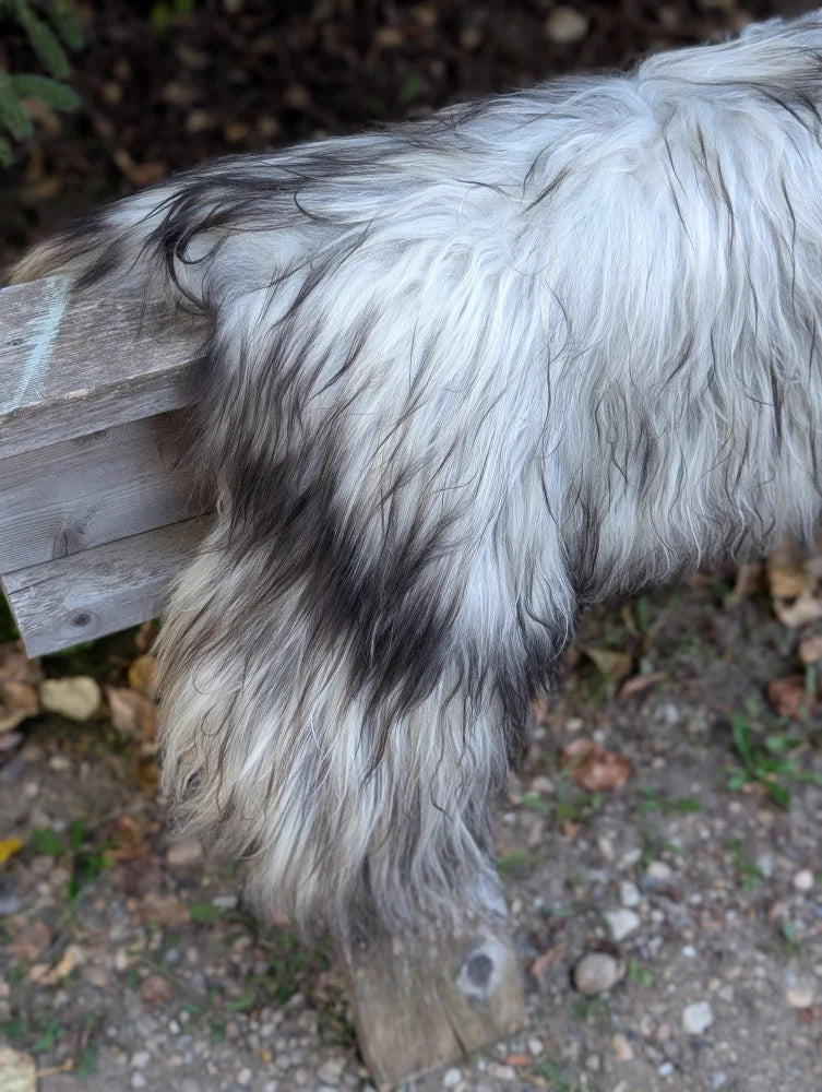 Back view of a win7 59 x 34 massive icelandic sheepskin with long wool icelandic black and white shaggy tail