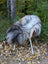 A plush fluffy chair with soft gray and white long wool icelandic sheepskin draped over slender white metal legs