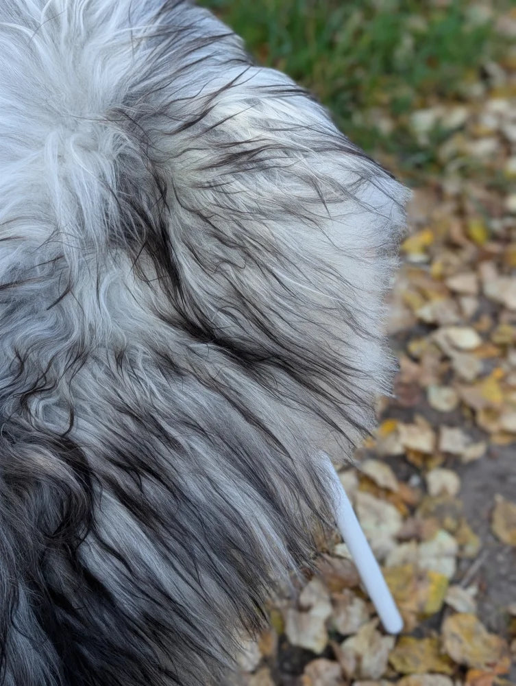 A fluffy long-haired dog with white and black fur sitting on a massive 59 x 34 inch natural grey wool icelandic sheepskin