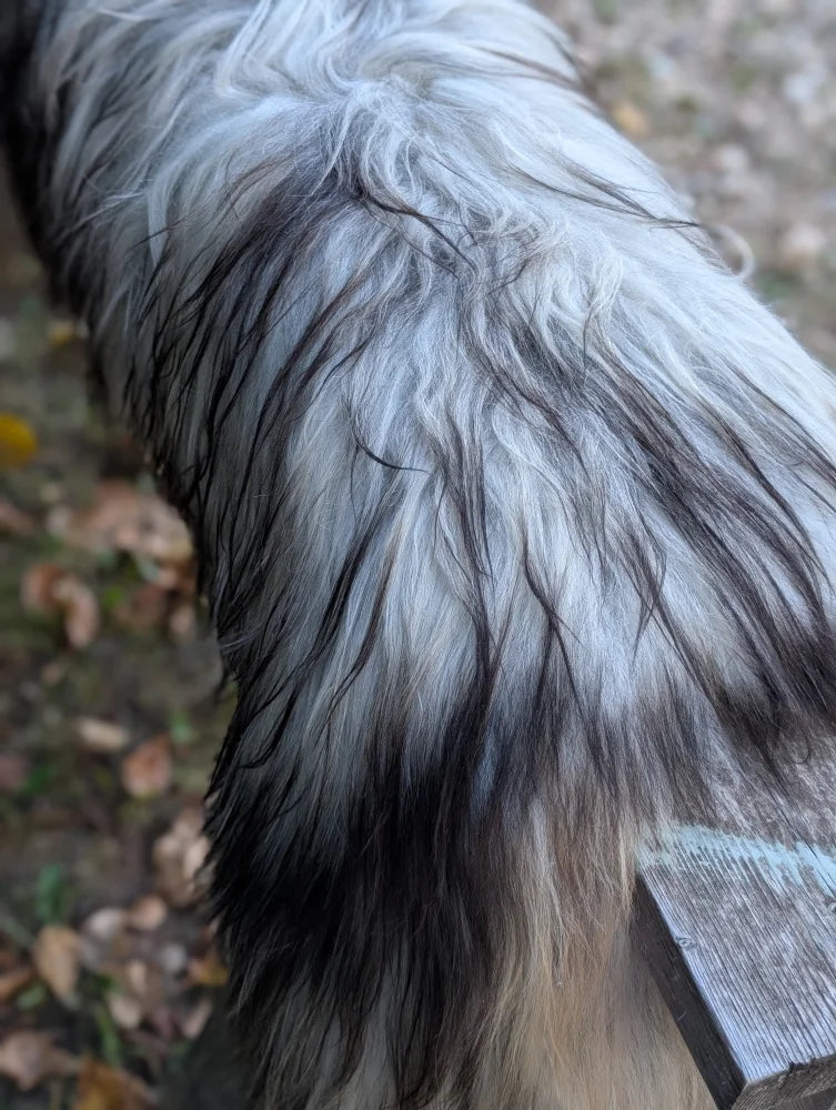 A long thick tail with wet wavy fur shows the back side of a massive wool icelandic sheepskin in natural grey