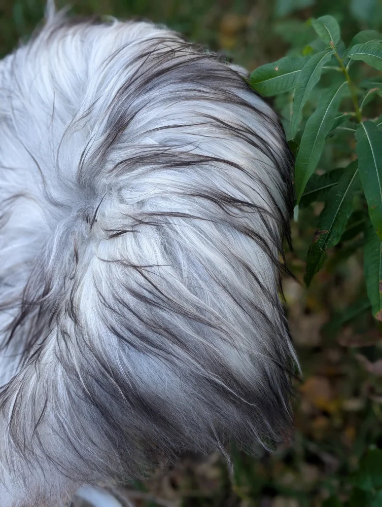 A fluffy long wool icelandic sheepskin rug in natural grey with mixed white and dark gray fur perfect for cozy decor