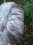 A fluffy long wool icelandic sheepskin rug in natural grey with mixed white and dark gray fur perfect for cozy decor