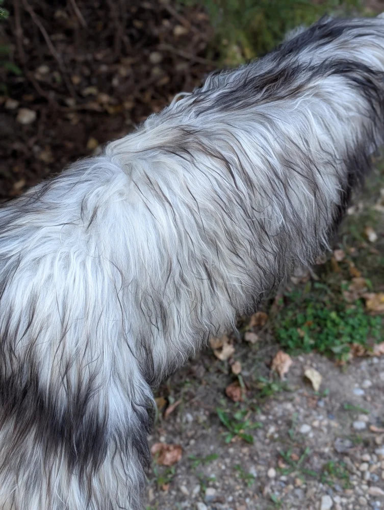 A long-haired dog with thick damp fur sits on a massive 59 x 34 inch natural grey long wool icelandic sheepskin rug