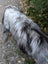 A wet long-haired dog with gray and black fur on a massive natural grey wool icelandic sheepskin 59 x 34 inches