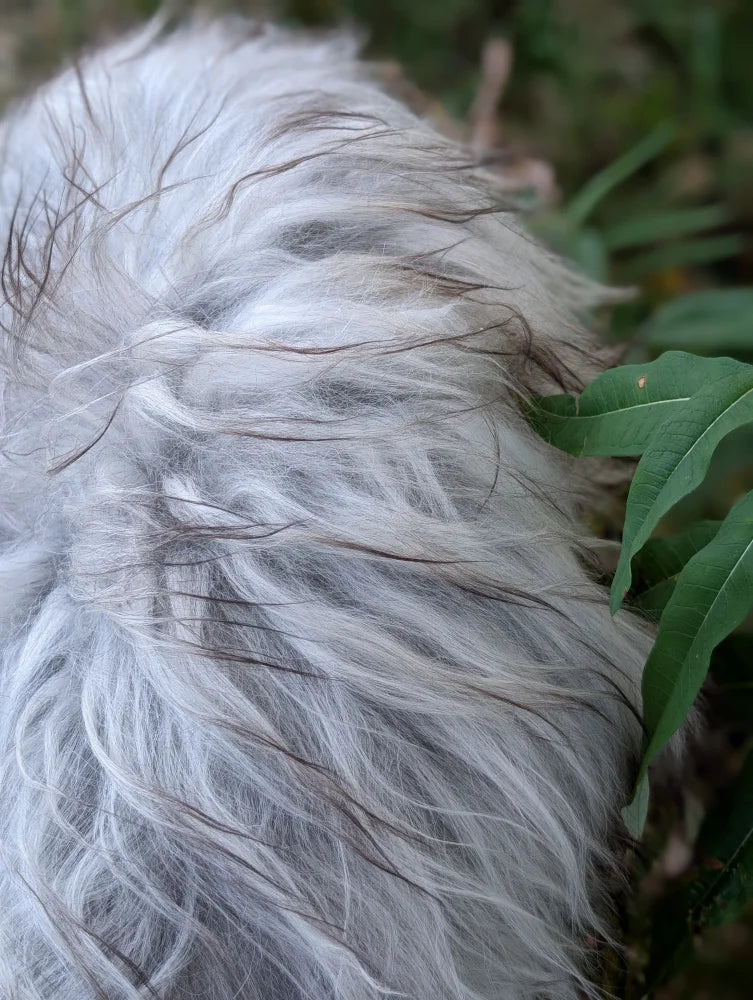A fluffy long-haired dog with white and gray fur resting on a massive icelandic sheepskin rug natural grey