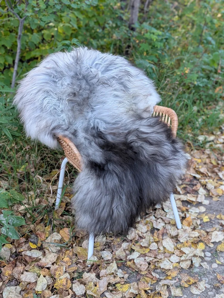 A massive icelandic sheepskin rug in natural grey wool draped over a wicker chair with metal legs