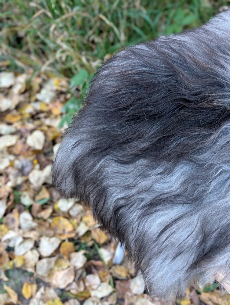 A fluffy long-haired dog with dark gray and lighter silver fur on a massive icelandic sheepskin rug natural grey