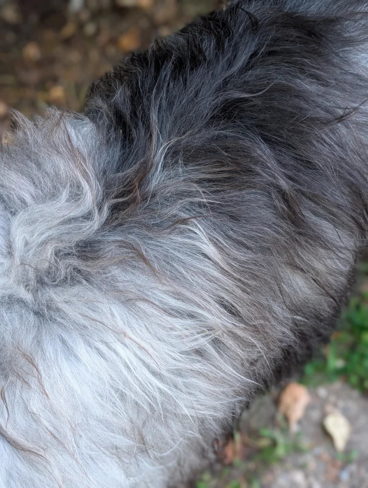 A massive Icelandic sheepskin rug with a long shaggy coat of dark gray and silver wool Icelandic sheepskins